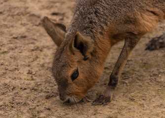 Fototapeta premium Dolichotis patagonum animal on dry meadow in summer day
