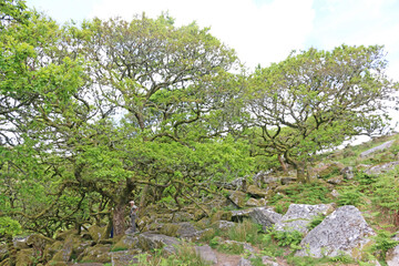 Fototapeta na wymiar Wistmans Wood in the West Dart River Valley in Dartmoor, Devon 