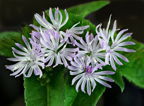 Common elephant's foot flowers (Elephantopus tomentosus) in garden in central Virginia in late summer.