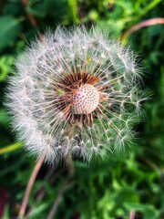 close up of dandelion