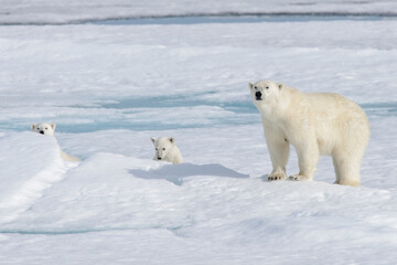 Fototapeta na wymiar Wild polar bear (Ursus maritimus) mother and cub on the pack ice