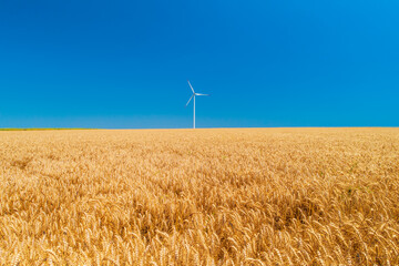 Blue sky and wheat field with wind turbines generating electricity