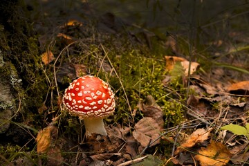 red fly agaric mushroom or toadstool at the forest