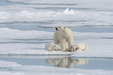 Plakat Wild polar bear (Ursus maritimus) mother and cub on the pack ice