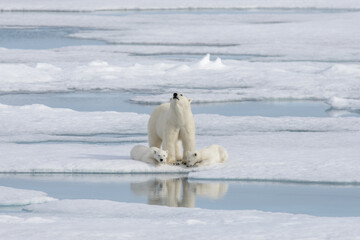 Wild polar bear (Ursus maritimus) mother and cub on the pack ice © Alexey Seafarer
