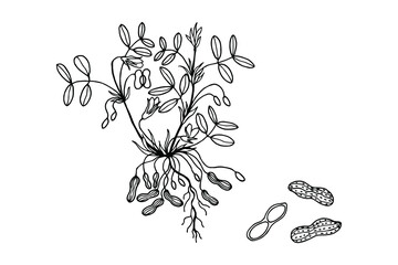 Peanuts, Groundnuts. Plant, flowers, fruits. Vector stock illustration eps10. Isolate on white background, outline.
