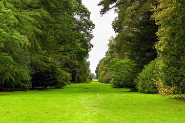 Long avenue of mature trees in a natural parkland setting. No people.
