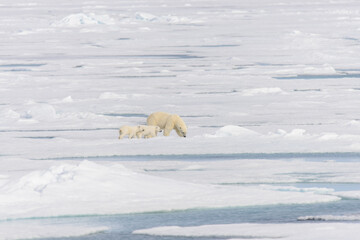 Fototapeta na wymiar Polar bear mother (Ursus maritimus) and twin cubs on the pack ice, north of Svalbard Arctic Norway