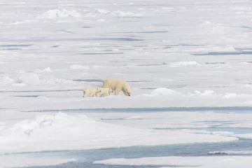 Keuken spatwand met foto Polar bear mother (Ursus maritimus) and twin cubs on the pack ice, north of Svalbard Arctic Norway © Alexey Seafarer