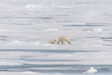 Obraz na płótnie Canvas Polar bear mother (Ursus maritimus) and twin cubs on the pack ice, north of Svalbard Arctic Norway