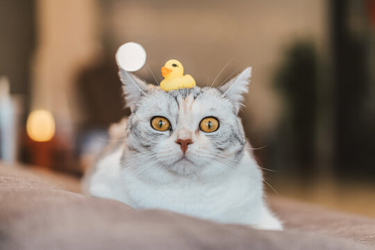 A cat with a toy duck on its head