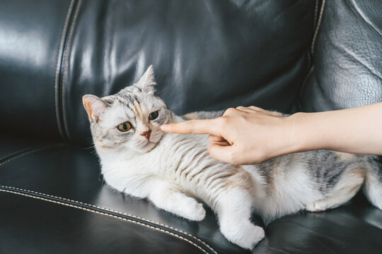 A woman playing with her cat