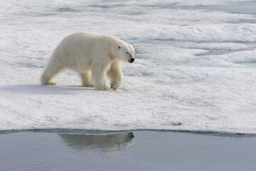Plakat Polar bear (Ursus maritimus) on the pack ice north of Spitsbergen Island, Svalbard with reflection