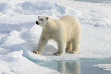 Polar bear (Ursus maritimus) on the pack  ice north of Spitsbergen Island, Svalbard with reflection