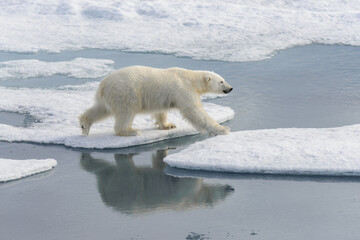 Obraz na płótnie Canvas Polar bear (Ursus maritimus) on the pack ice north of Spitsbergen Island, Svalbard with reflection