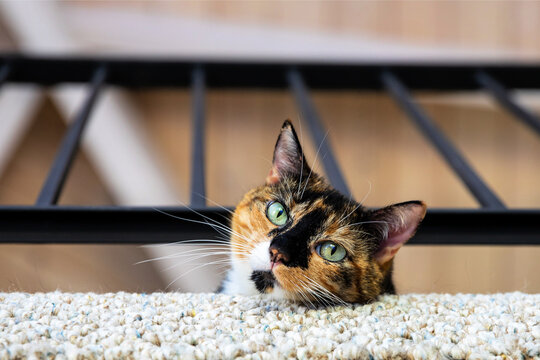 Adorable calico