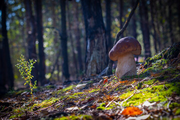 one mushroom grow in coniferous forest