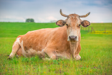 Naklejka na ściany i meble Cow in a meadow
