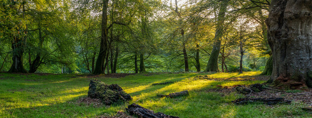 Summer sunrise over woodland in the New Forest , near Lyndhurst in Hampshire, England