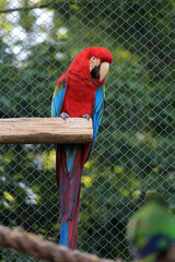 Red Macaw