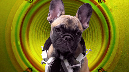 A cute french bulldog puppy