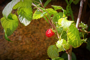Juicy raspberry berry on the background of a stone illuminated by the rays of the morning sun.