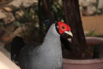 red-headed bird