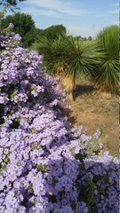 Obraz premium West Texas gardem
