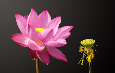 lotus flower isolated on black background