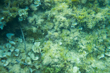 Fototapeta na wymiar view of small fish camouflaging under water in clear and clean mediterranean water with stones and algae in the seabed of the the sea