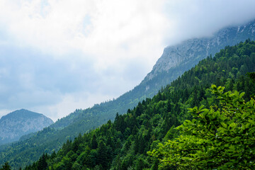 Fototapeta na wymiar Landscape of forest and Alps mountains in clouds. Nature green scenery.