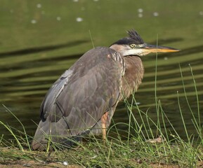 Grey Heron