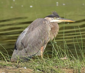 Grey Heron