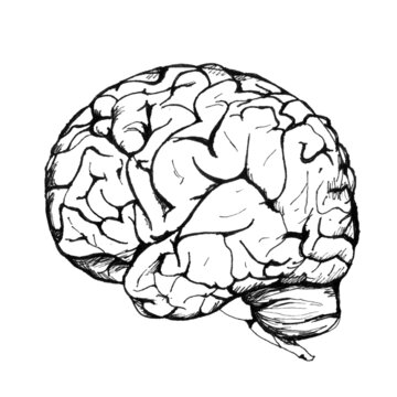 An image of a human brain on a white background. Drawing two hemispheres of the brain