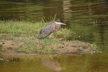 Grey Heron
