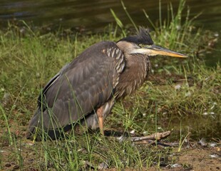 Grey Heron