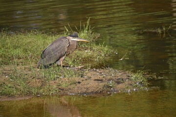 Grey Heron