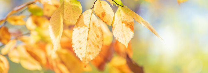 Beautiful panoramic autumn scenery with colorful leaves and bokeh background