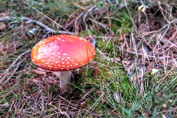 fly agaric mushroom