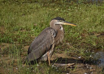Grey Heron