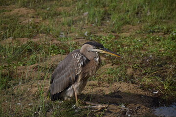 Grey Heron