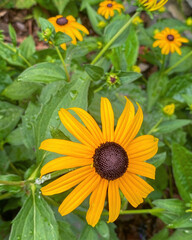 yellow flowers in the garden