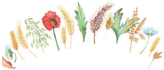 Watercolor hand painted nature set composition with red poppy, white chamomile, yellow rye ear, brown cereals, green leaves and branches collection isolated on the white background for design elements