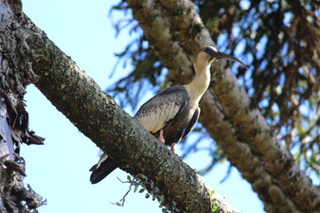 Corucaca zoom