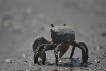 crab on the beach