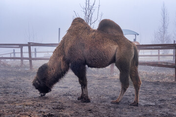 camels in the park