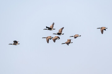 Canada geese, branta canadensis, in flight