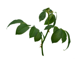 Green rose leaves isolated on a white background