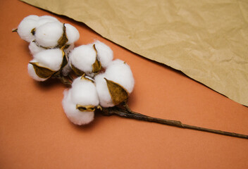 A branch with white fluffy cotton flowers lies on a beige crumpled background.Natural organic fiber.