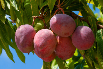 cacho de manga madura tipo rosa no pé de mangueira